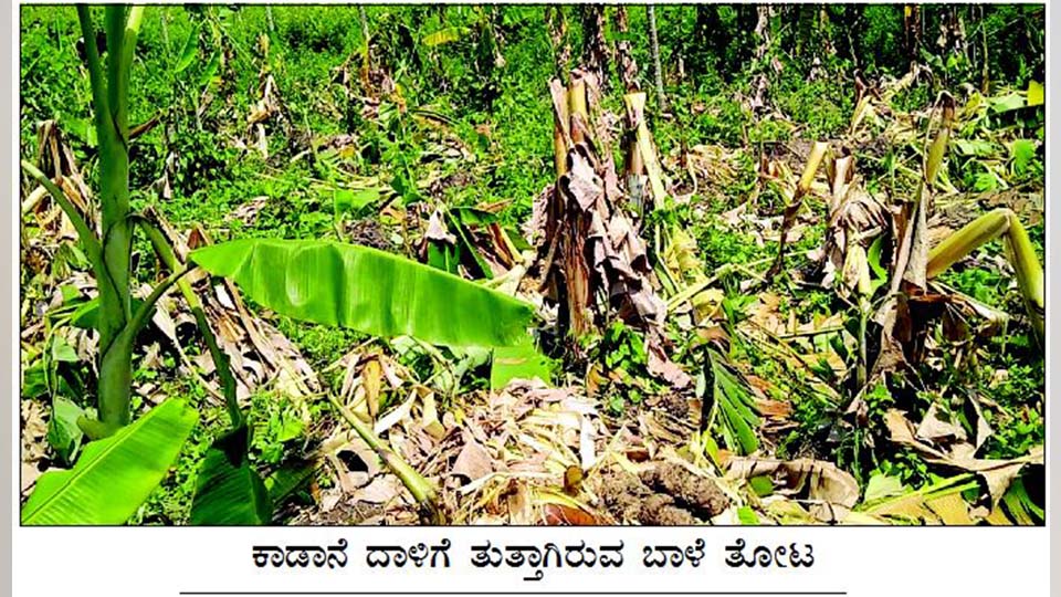 ಗೋಣಿಕೊಪ್ಪ ಬಳಿ ಕಾಡಾನೆ ಹಿಂಡು ದಾಳಿ5 ಎಕರೆ ಬಾಳೆ ಫಸಲು ನಾಶ