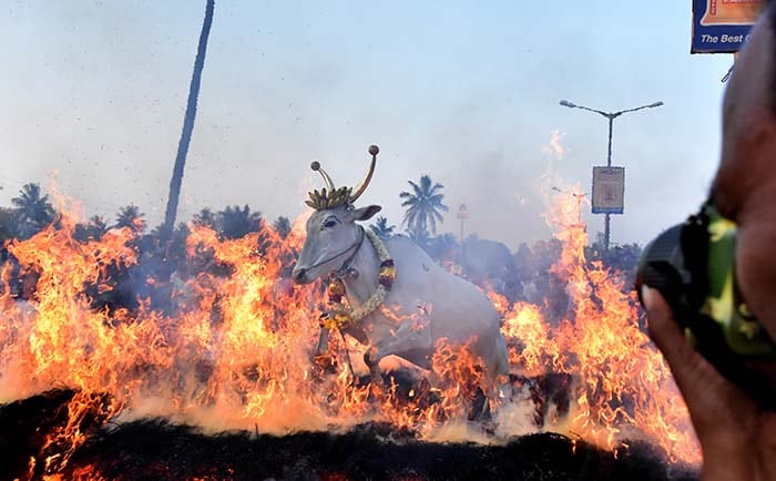 Sankranti Celebrations across Mysore-1