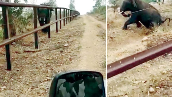 Karnataka forest department staffer shoots elephant in Bandipur National Park Dismissal of an interim employee