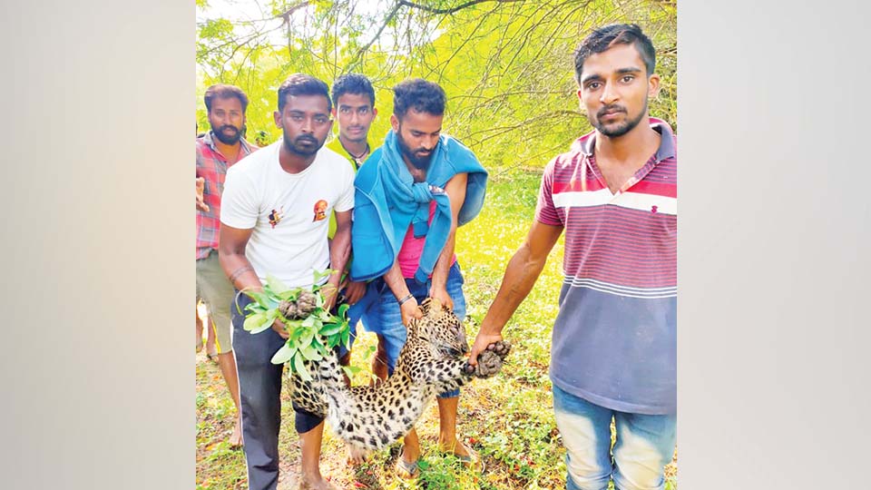 ನಾಯಿಗಳ ದಾಳಿ: ಚಿರತೆ ಮರಿ ರಕ್ಷಣೆ