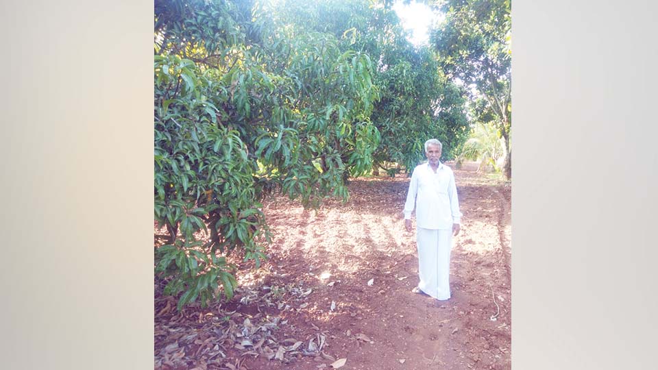 ಮಾವಿನ ಮರ ಹೂ ಬಿಡದೆ ರೈತನಿಗೆ ಭಾರೀ ಕಷ್ಟ