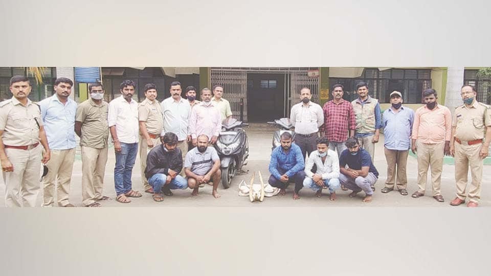ಆನೆ ದಂತ, ಜಿಂಕೆ ಬುರುಡೆ, ಕೊಂಬು ಮಾರಾಟಕ್ಕೆ ಯತ್ನಿಸಿದ ಐವರ ಬಂಧನ