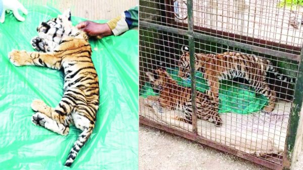 Three tigers found near Nugu: two deaths, one safe