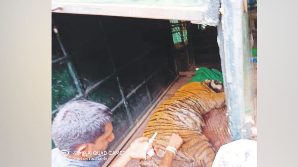 9 Tiger captive killed by goat near Kutta