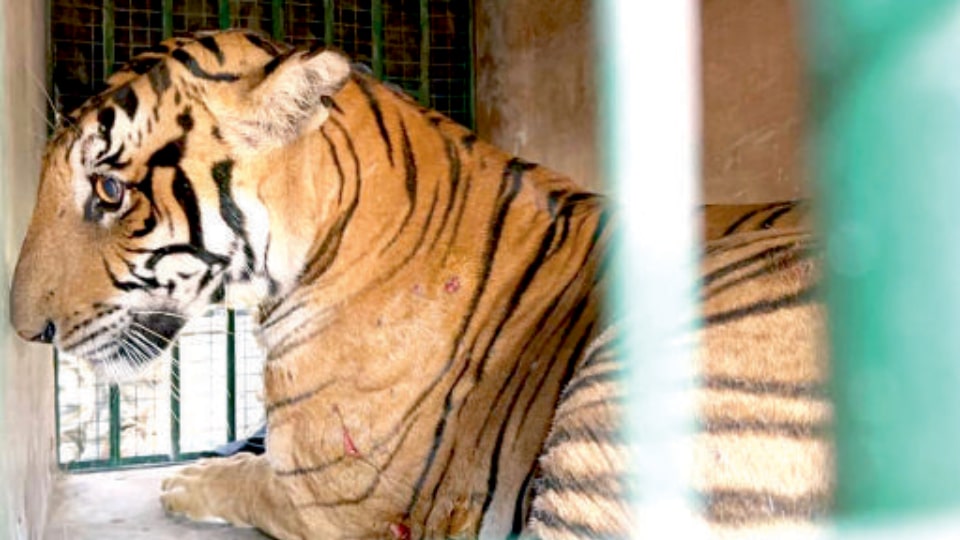 A female tiger that was the victim of a tribal youth was successfully captured